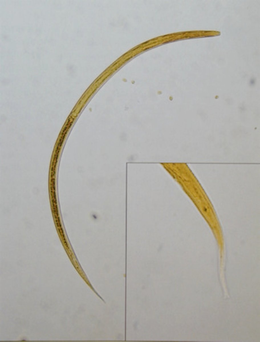 <p>630x16um</p><p>Notched tail</p>