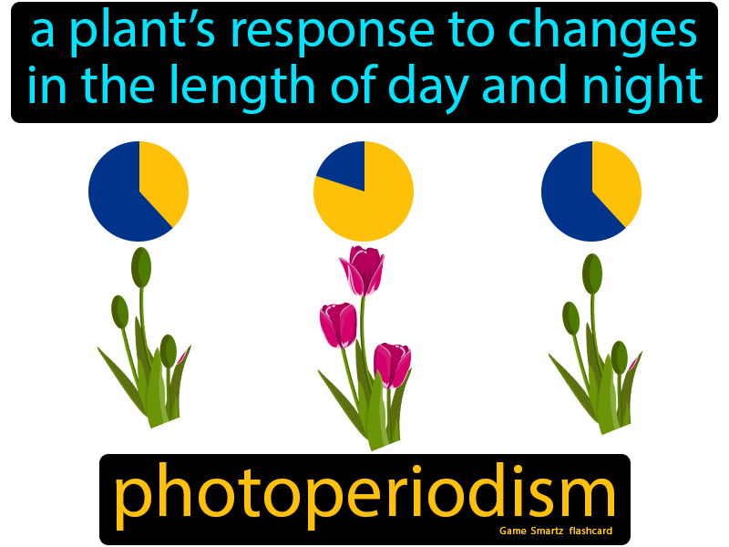 <p>Allows plants to develop in response to day length; plants flower only at certain times of the year</p>