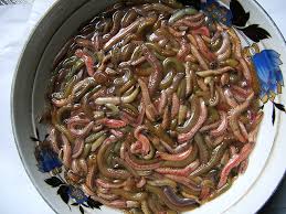 <p>-<strong>Epitoke</strong>: seasonal gamete producing segments </p><p>-break free of <strong>atoke</strong> segments for spawning </p><p>-only for a few hours a year in the fall after midnight</p><p>-eaten raw, fried in oil, baked in bread, or on pizza </p>