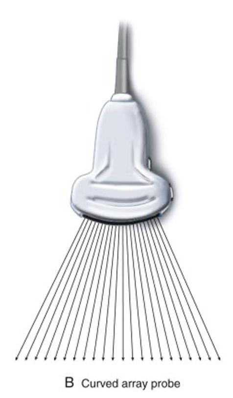 <p>curved linear</p>