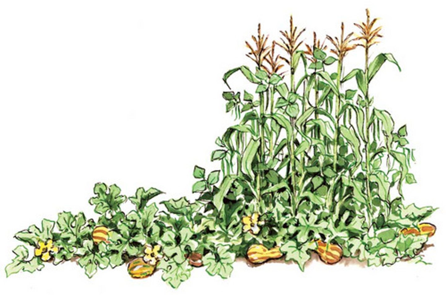<p>3 crops from the Americas ended up being staple crops in Europe. Part of the Colombian Exchange</p>
