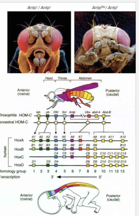 <ul><li><p>Drosophila Hox (homeobox) genes encode transcription factors that set up animals segmented body plan</p></li><li><p>Cells in each fly segment get information about which segment they are in due to Hox proteins made there</p></li><li><p>Hox genes are repressed in specific groups of cells</p></li><li><p>HIGHLY CONSERVED</p></li><li><p>If epigenetic markers affected - likely passed down (asked in class by me) </p></li></ul><p></p>