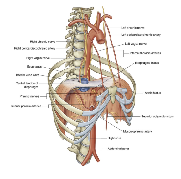 <ul><li><p><span>The inferior vena cava passes through the central tendon at approximately vertebral level TVIII</span></p></li><li><p><span>The esophagus passes through the muscular part of the diaphragm, just to the left of midline, approximately at vertebral level TX. </span></p><ul><li><p><span>The vagus nerves pass through the diaphragm with the esophagus. </span></p></li></ul></li><li><p><span>The aorta passes behind the posterior attachment of the diaphragm at vertebral level TXII. </span></p><ul><li><p><span>The thoracic duct passes behind the diaphragm with the aorta. </span></p></li><li><p><span>The azygos and hemiazygos veins may also pass through the aortic hiatus or through the crura of the diaphragm.</span></p></li></ul></li><li><p><span>This means, that during contraction, the diaphragm can affect the venous drainage – not aorta (because posterior), but yes inferior vena cava, because goes through — opening can widen during inspiration – increase of the venous drainage that goes to the right chambers of the heart&nbsp;</span></p><ul><li><p><span>During expiration – this foramen narrows, thus reducing the blood flow to the heart</span></p></li></ul></li></ul>