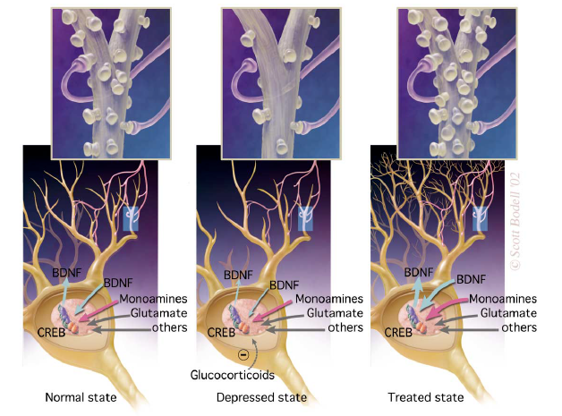 <p>Hypothesis</p><ul><li><p>neurotrophic factors theory states that a deficiency in neurotrophic support may contribute to the hippocampal pathology during the development of depression </p></li><li><p>possible that antidepressant induced upregulation of BDNF could help repair some of the stress-induced damage to hippocampal neurons and protect vulnerable neurons from further damage.</p></li><li><p>antidepressant induction is at least partly mediated by CREB TF </p></li><li><p>BDNF reported to enchance synaptic plasticity in the hippocampus and so increased BDNF induced by antidepressants may promote hippocampal function and also explain why antidepressant response is delayed.</p></li></ul><p></p><p></p>