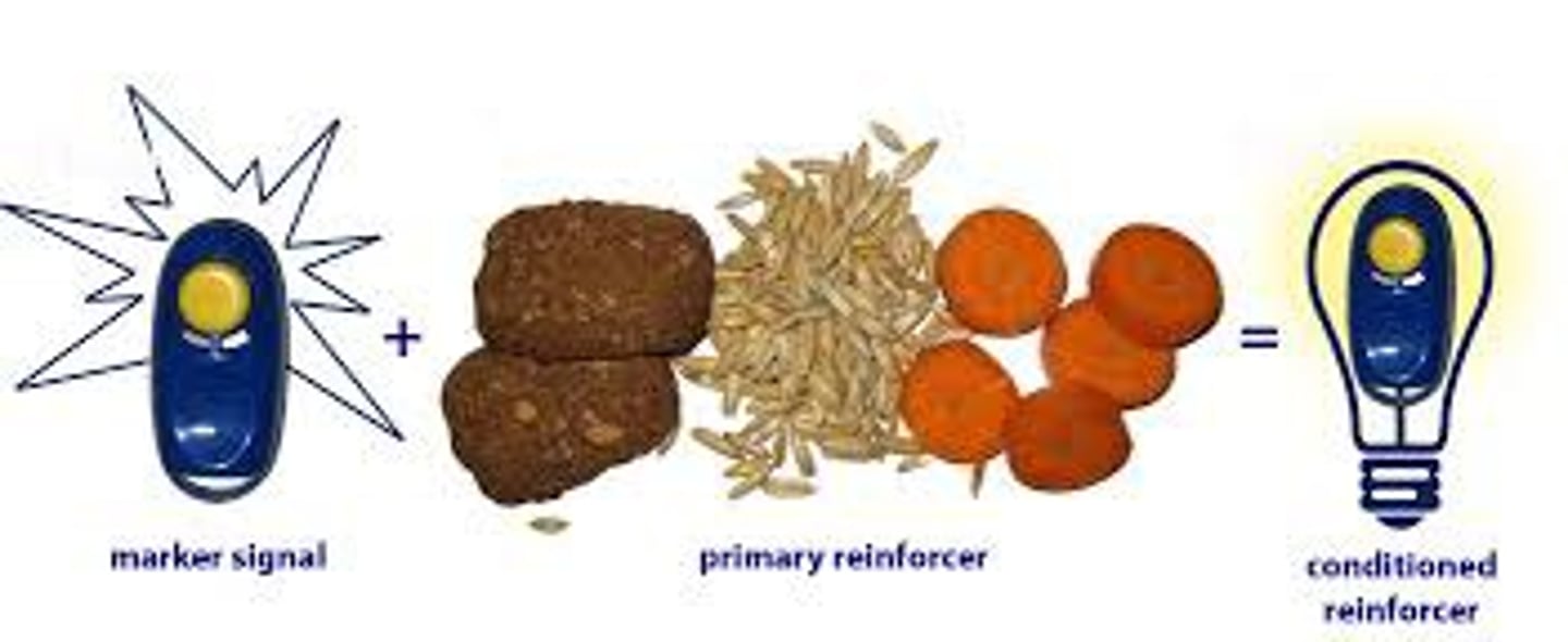 <p>a stimulus that gains its reinforcing power through its association with a primary reinforcer; (we need to learn this is important)</p>