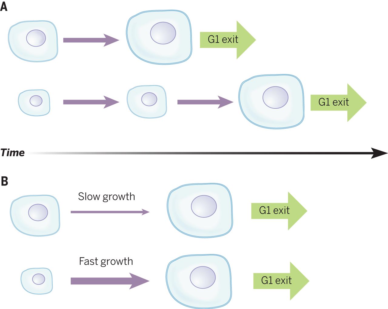 <ol><li><p>As a cell grows, it places increasing demands on its <strong>DNA</strong>. <span style="color: #c781ef">Eventually, the cell's DNA would no longer be able to serve the increasing needs of the growing cell.</span></p><p></p></li><li><p><span style="color: #7427a0">The larger a cell becomes, the </span><span style="color: #e6cff4"><strong>less efficient</strong></span><span style="color: #7427a0"> it is in moving nutrients and waste materials across its cell membrane.</span></p><p></p></li><li><p>As a cell grows, its <strong>ratio of surface area to volume decreases</strong>. <span style="color: #5f1f83">This makes it harder for the cell to move enough nutrients and wastes across the cell membrane to support its increasing volume.</span></p></li></ol><p></p>