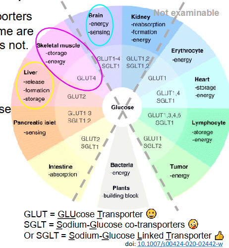<p>Glucose Transport Across Membrane</p>