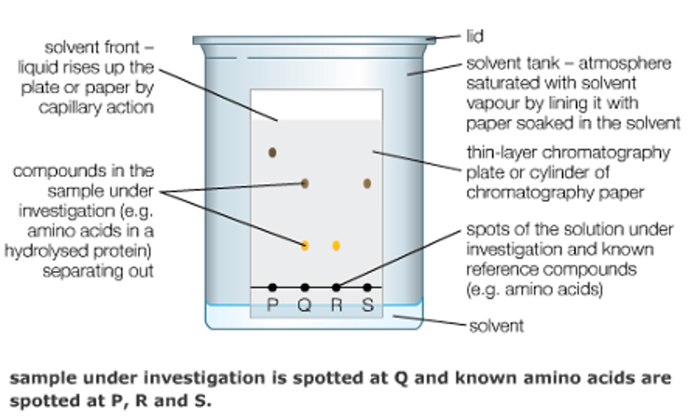 <p>- draw pencil line near bottom of chromatography paper and put a concentrated spot of the unknown sample</p><p>- place paper into a beaker containing a small amount of the solvent</p><p>- solvent needs to be below level of pencil line</p><p>- put a watch glass on top of beaker to stop it separating out.</p><p>- when the solvents nearly reached the top, take the paper out and mark the solvent front</p><p>spray paper with ninhydrin solution to make any colourless amino acids visible, turns them blue - purple</p><p>- calculate rF values of the substances and compare against a known table of values</p>