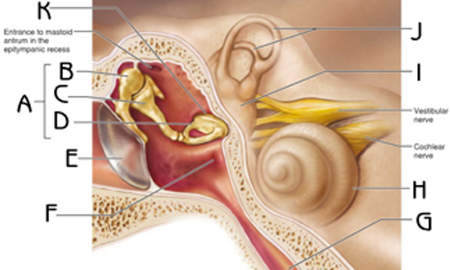 <p>(C)<br>transmits and amplifies vibrations from the malleus to the stapes</p>