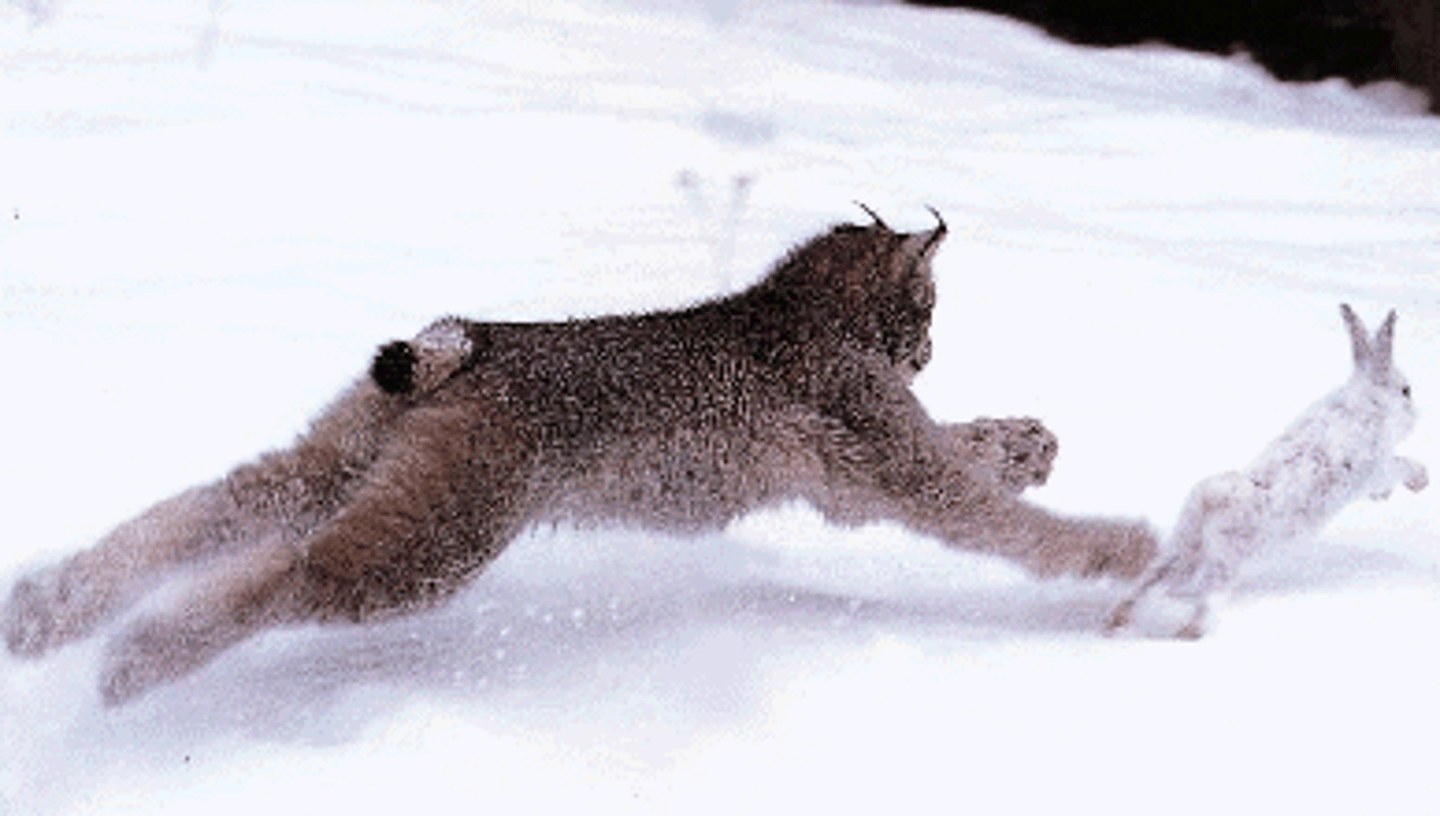 <p>The predator is an organism that eats another organism the prey.</p>