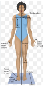 <p>the body is erect </p><p>the head is facing forward</p><p>arms are by the sides with palms to the front</p>