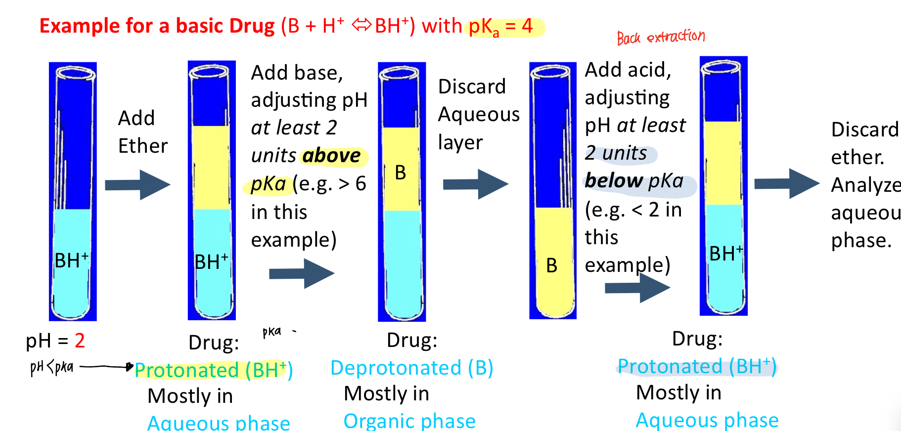 <ol><li><p>make compound neutral for extraction into an organic solvent —> adding base makes drug deprotonated (neutral)</p></li><li><p>then make the compound ionized to back extract into aqueous—> adding acid makes drug protonated (charged)</p></li><li><p>e.g. drug pka is 4</p><ol><li><p>pKa>pH: BH+</p></li><li><p>pKa<pH: B</p></li></ol></li></ol><p></p>