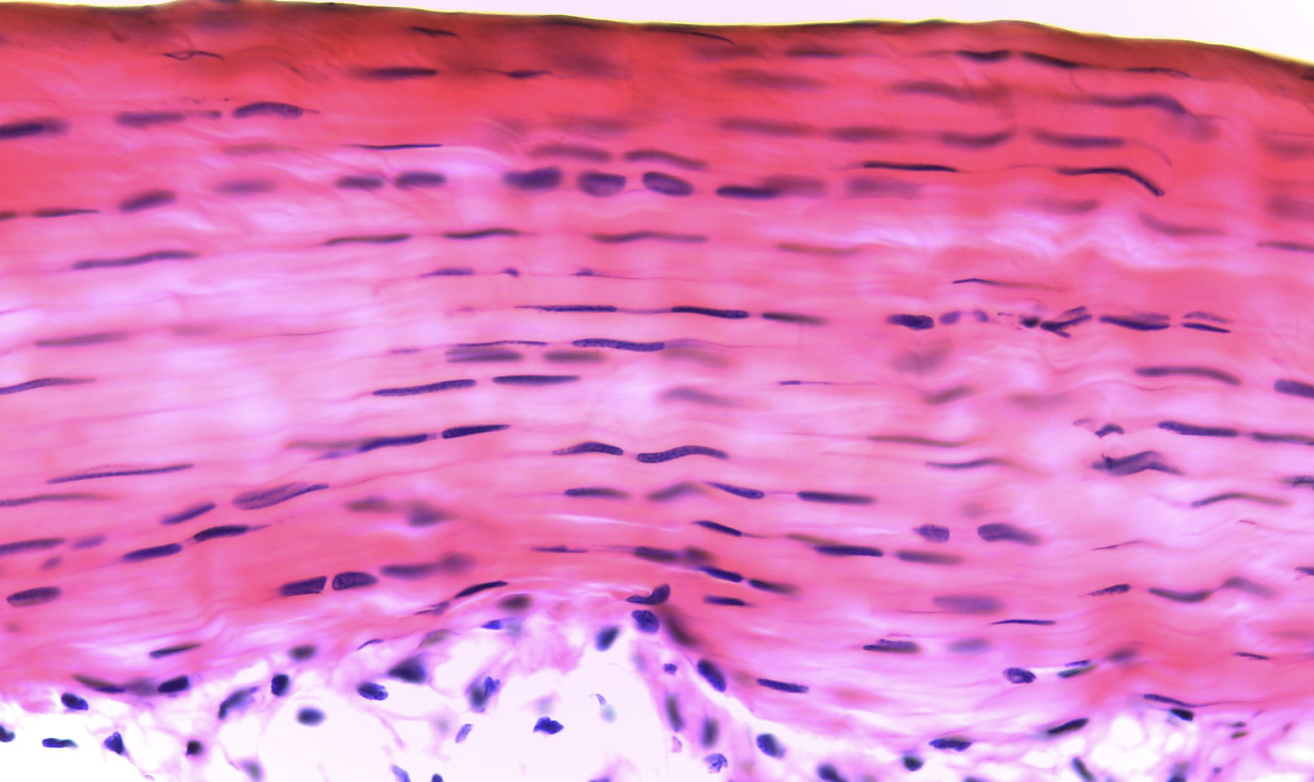 <ol><li><p><strong>Name the tissue type</strong></p></li><li><p><strong>Name the cell type</strong></p></li></ol><p></p>
