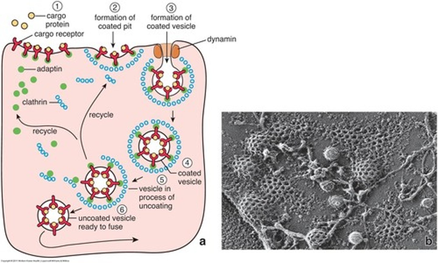 <p>clathrin</p>