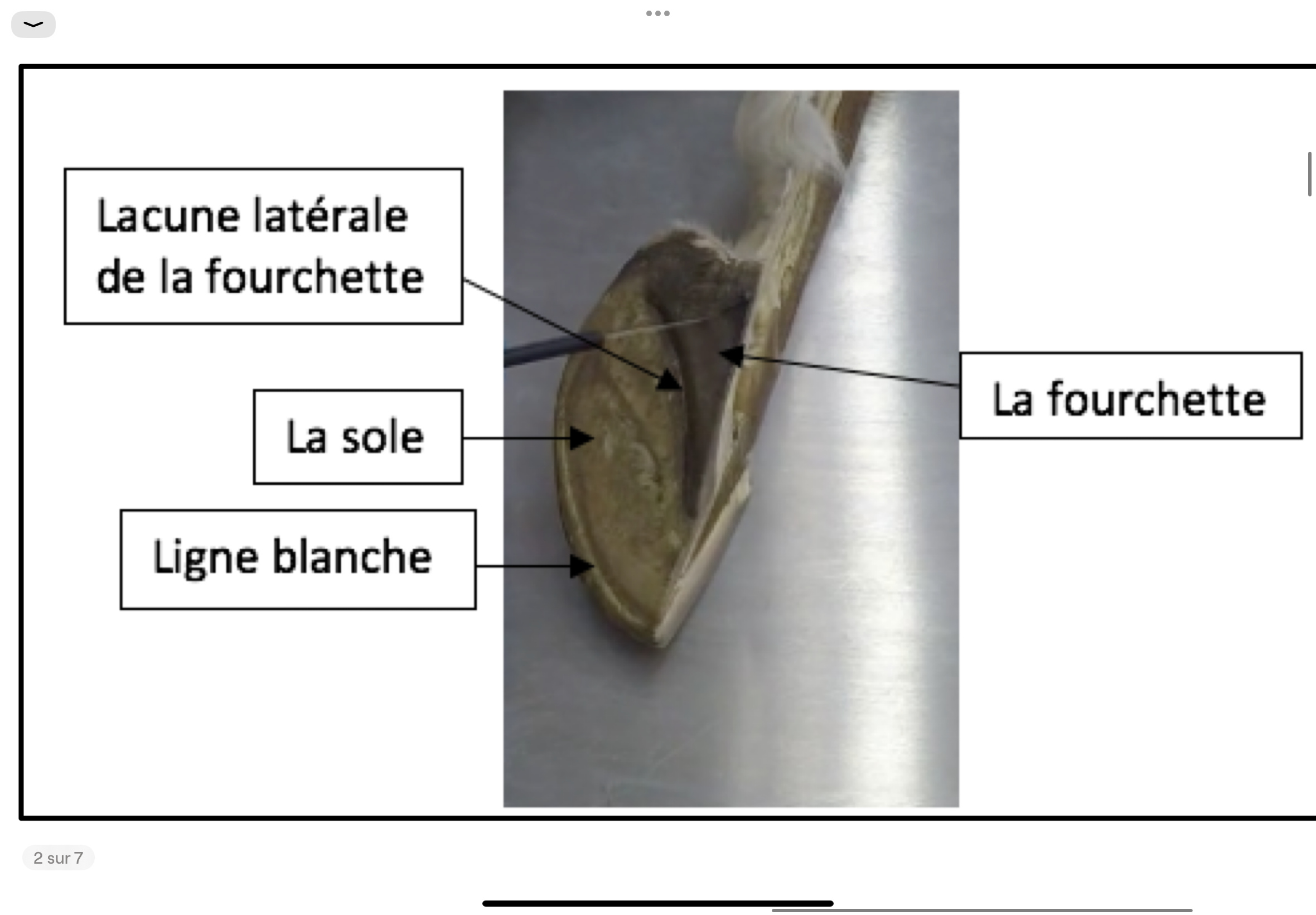 <p>Structures du sabot</p>