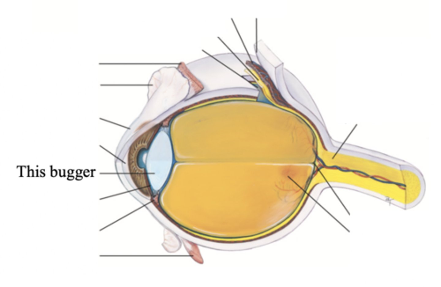 <p>A transparent biconvex disc located just behind the pupil and serves as a refracting medium that keeps viewed objects in continual focus on the retina</p>