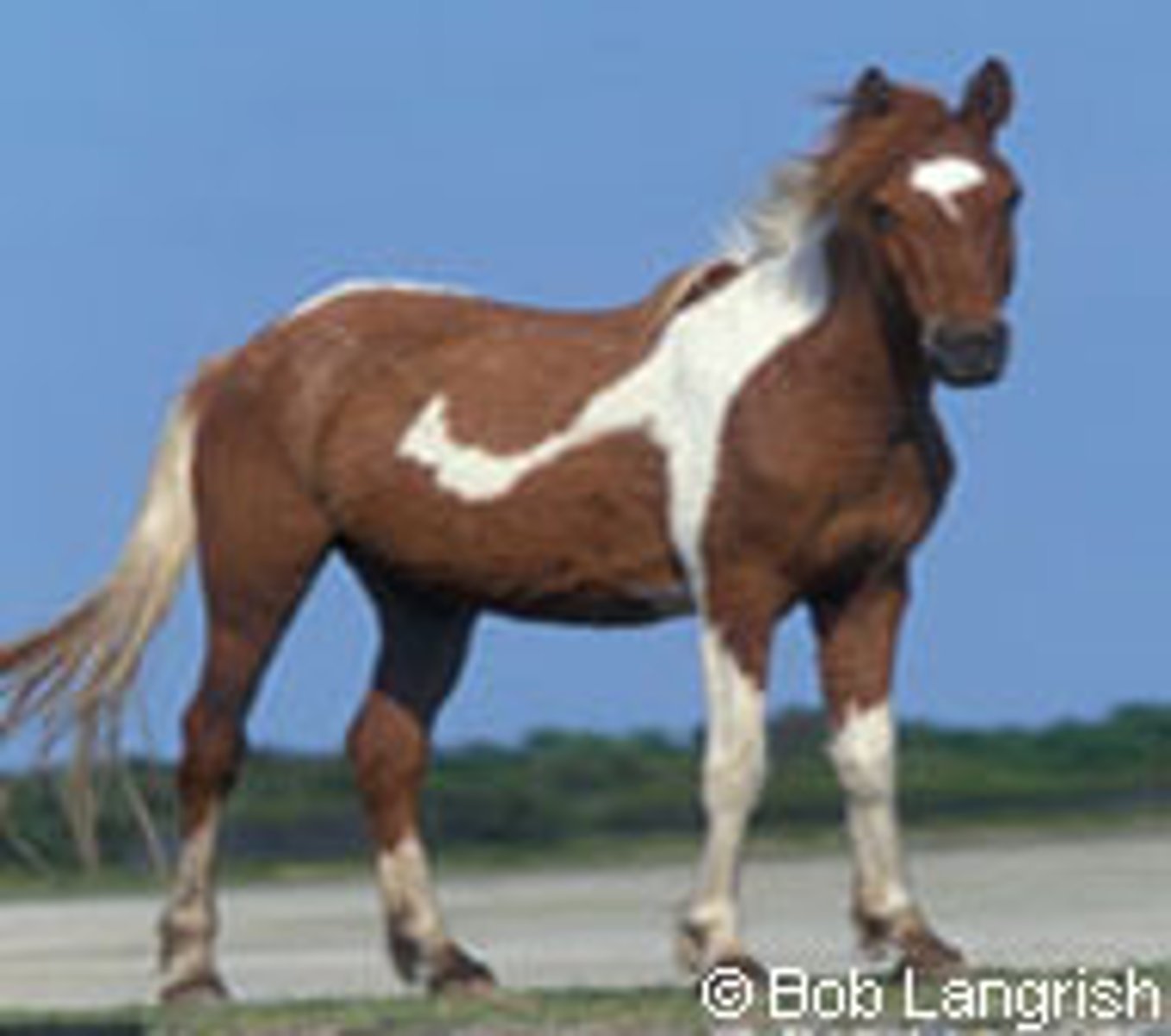 <p>this pony is aka "Assateague horse"</p>