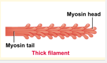 <p>myosin</p>