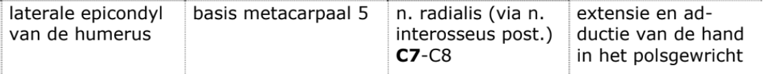 <p>oppervlakkige, rechte extensoren</p>