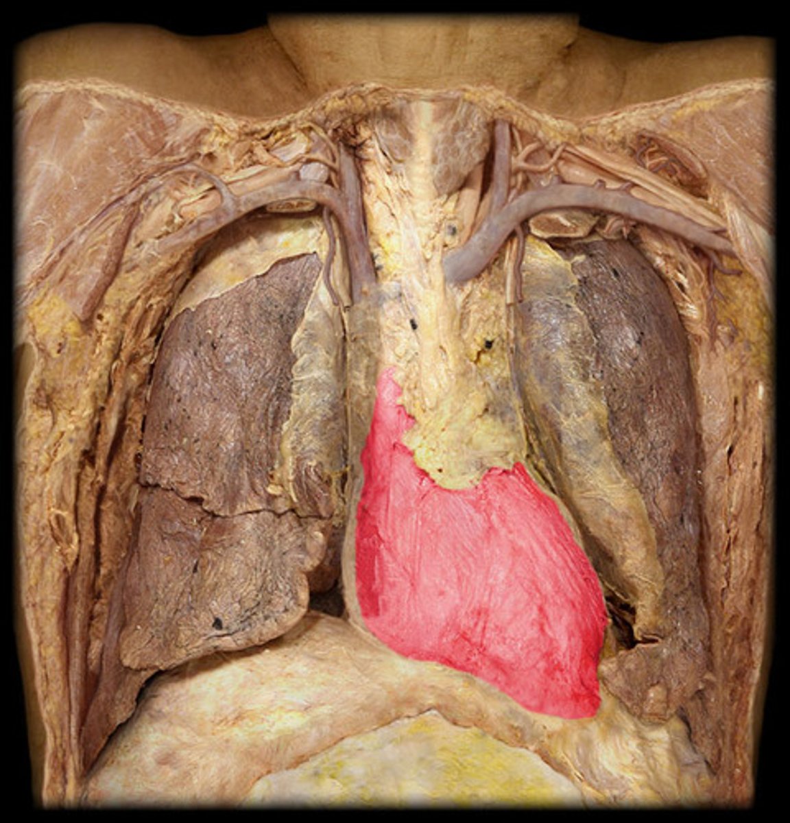 <p>Outer layer of the pericardium.</p>