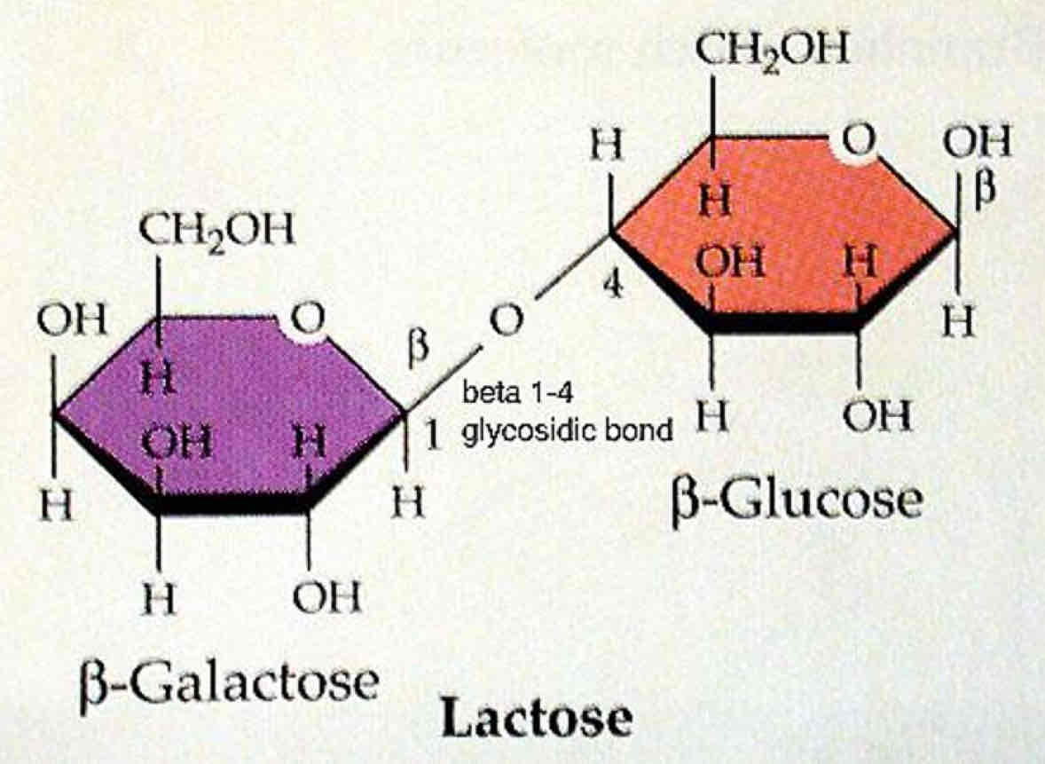 <p>Glucose and Galactose</p>