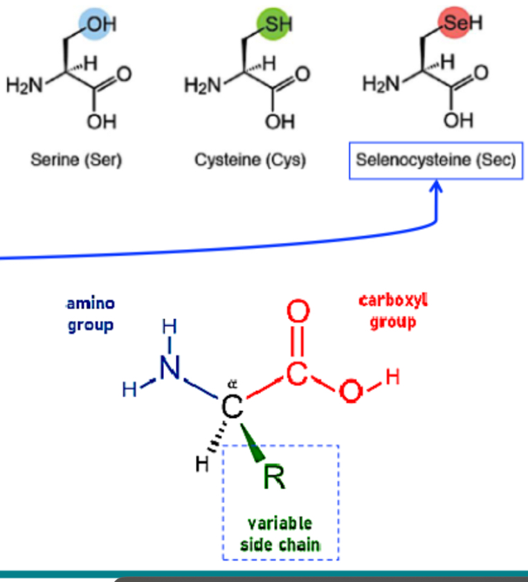 <p>Side chains determine:</p><ul><li><p>chemical properties (polarity, charge, hydrophobicity, hydrophilicity)</p></li><li><p>Their reactions (spontaneous or enzyme catalysed)</p></li><li><p>How AA interact (inter/intramolecular forces)</p></li><li><p>Folding, reactivity and overall protein structure/function</p></li></ul><p></p>