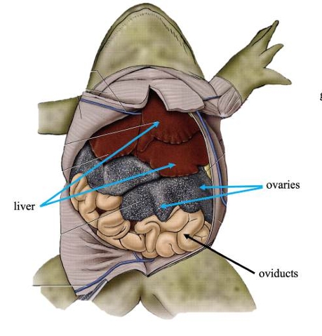 <p>In females, transports eggs from ovaries and secrete protective coating.</p>