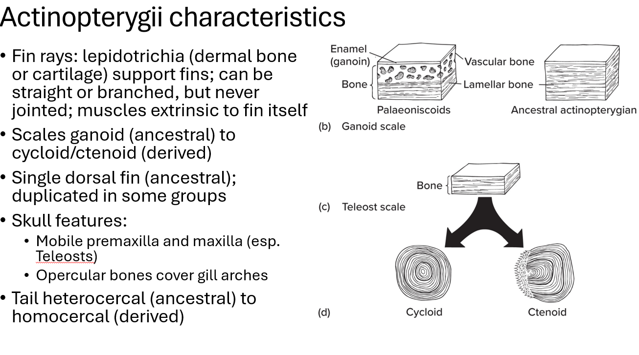 <p>circles vs like fingerprint</p>