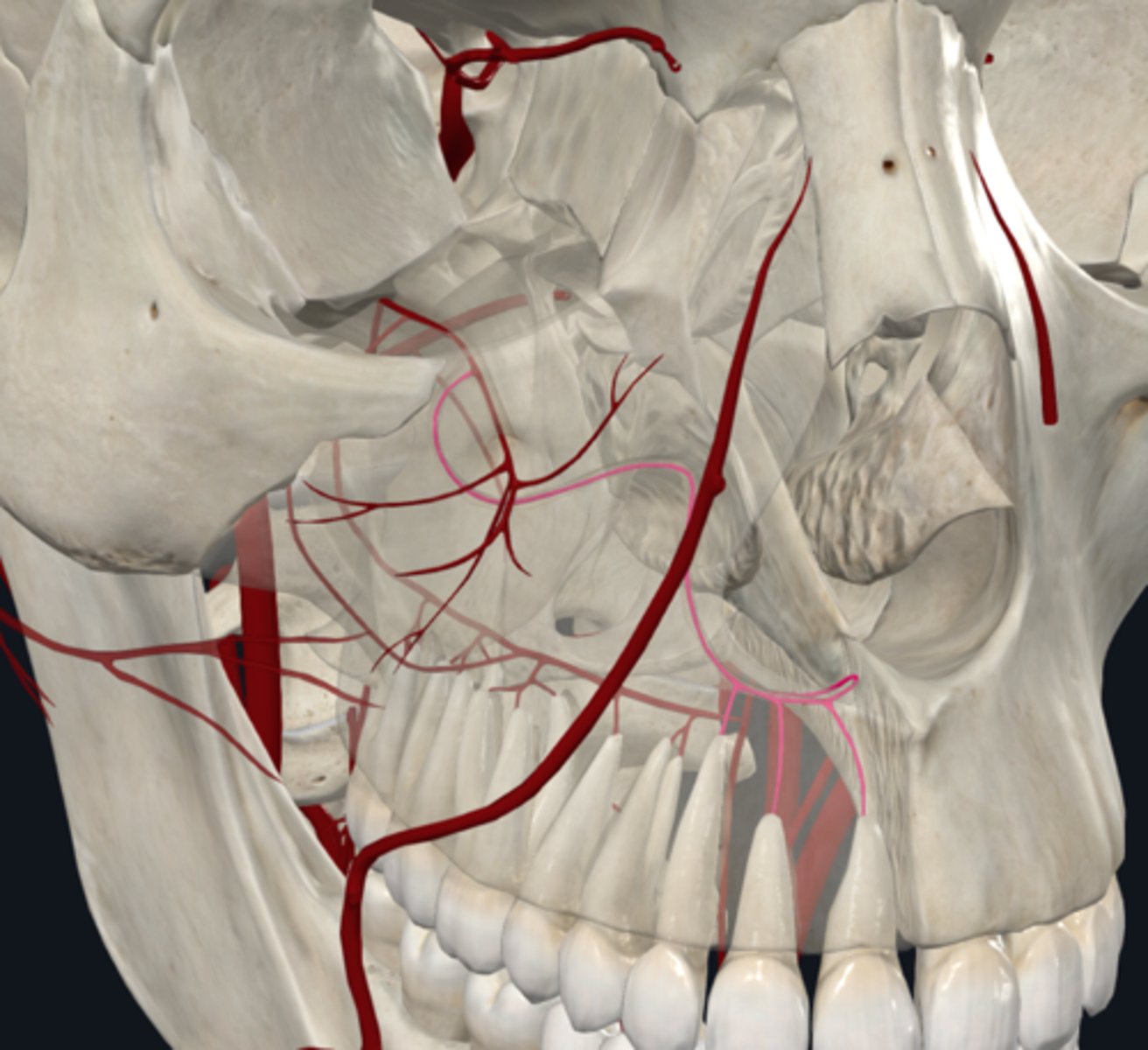 <p>What are the branches of the Infraorbital artery? (2) What are they suppled by?</p>