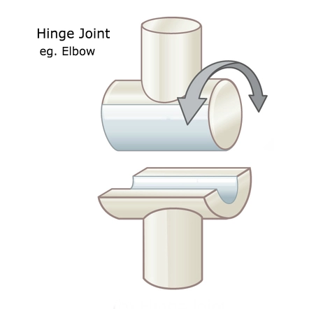 <p>one articular surface convex, other is concave, usually a &apos;notch&apos; is present to limit motion</p>