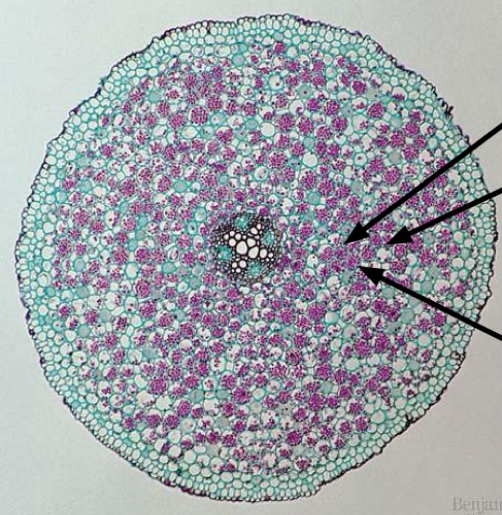 term image