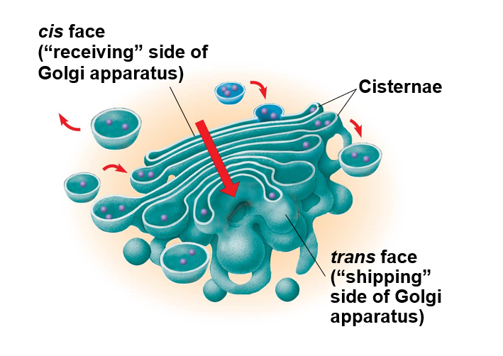 <p>golgi apparatus (endomembrane system)</p>