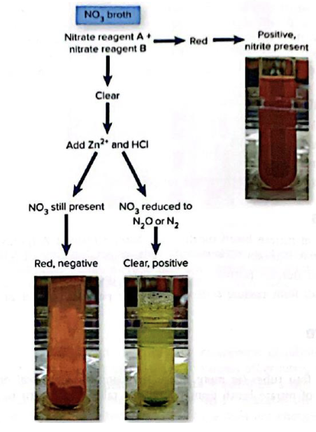 <p>Nitrate broth</p><p>Initial red= positive </p><p>Red after <span>Zn^3+ and HCl = negative </span><br></p>