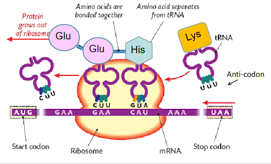 <p>mRNA held on the ribosome allowing tRNAs to bring amino acids together and create peptide bonds between amino acids</p><p></p>
