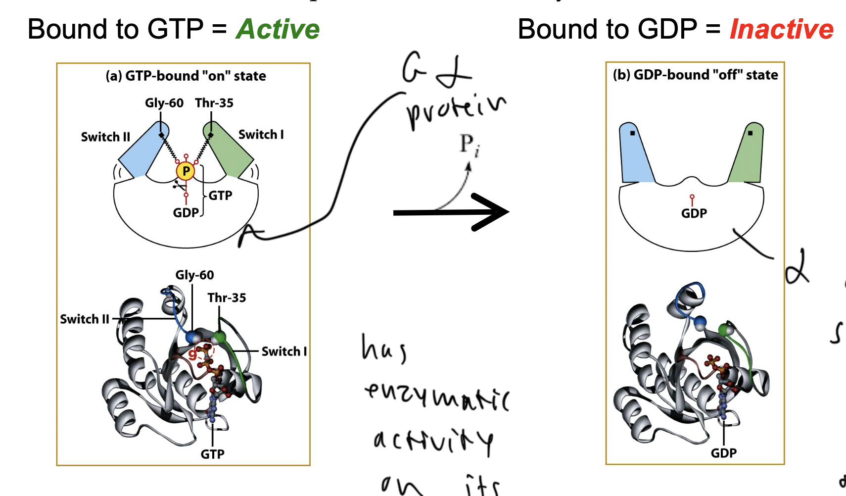<ul><li><p>active when GTP bound</p><ul><li><p>the switches of the protein face in to keep the P inside</p></li></ul></li><li><p>inactive when GDP bound</p><ul><li><p>switches face out so the P can leave the protein to bind a new GTP</p></li><li><p>when the P leaves it can interact with beta gamma</p></li></ul></li></ul><p></p>