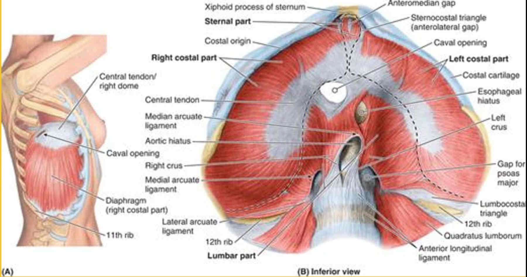 <p>What passes through the Lateral Arcuate Ligament</p>