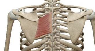 <p>Grand rhomboïde</p>