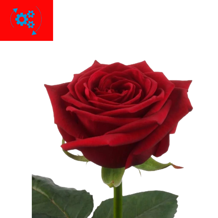 <p><strong><mark data-color="green" style="background-color: green; color: inherit">to be in (full) bloom</mark> /tə biː ɪn (fʊl) bluːm/</strong></p>