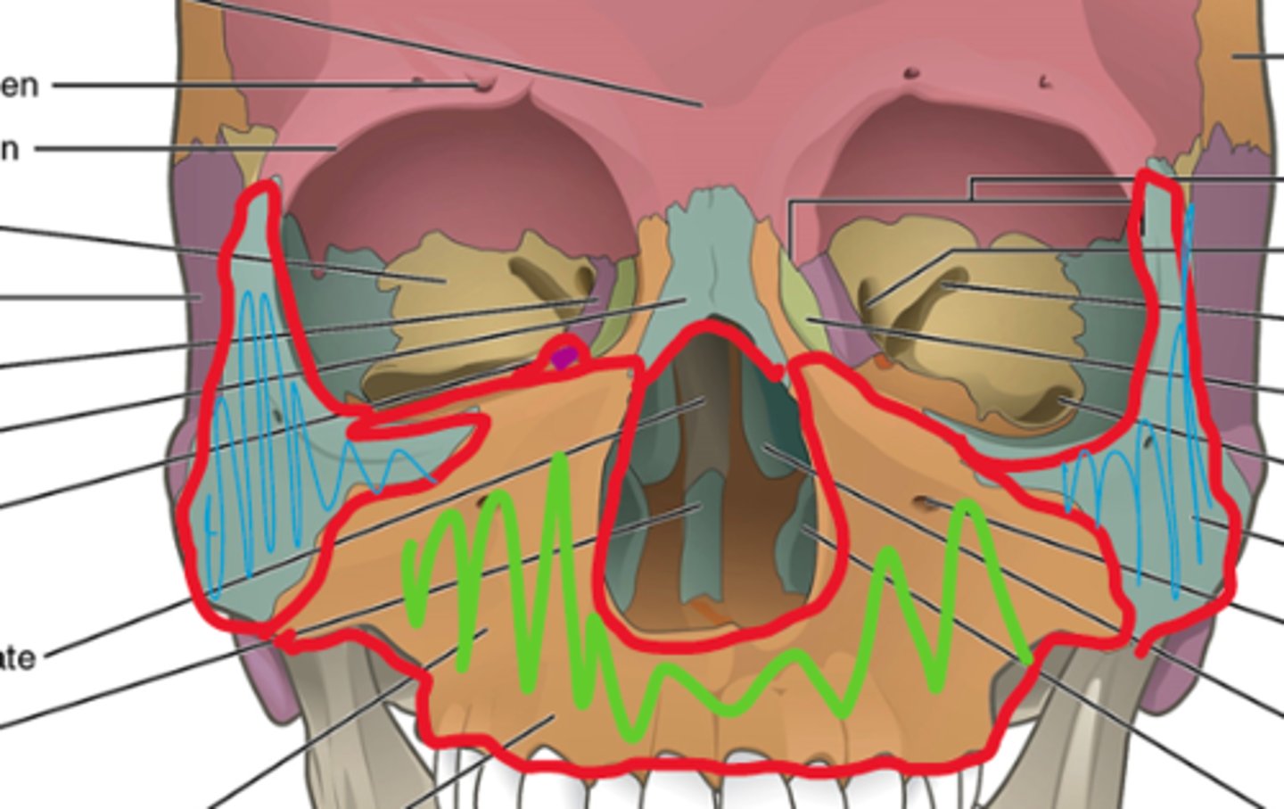 <p>-orbital process of palatine bone</p><p>-orbital surface of maxillary bone</p><p>-zygomatic bone</p>