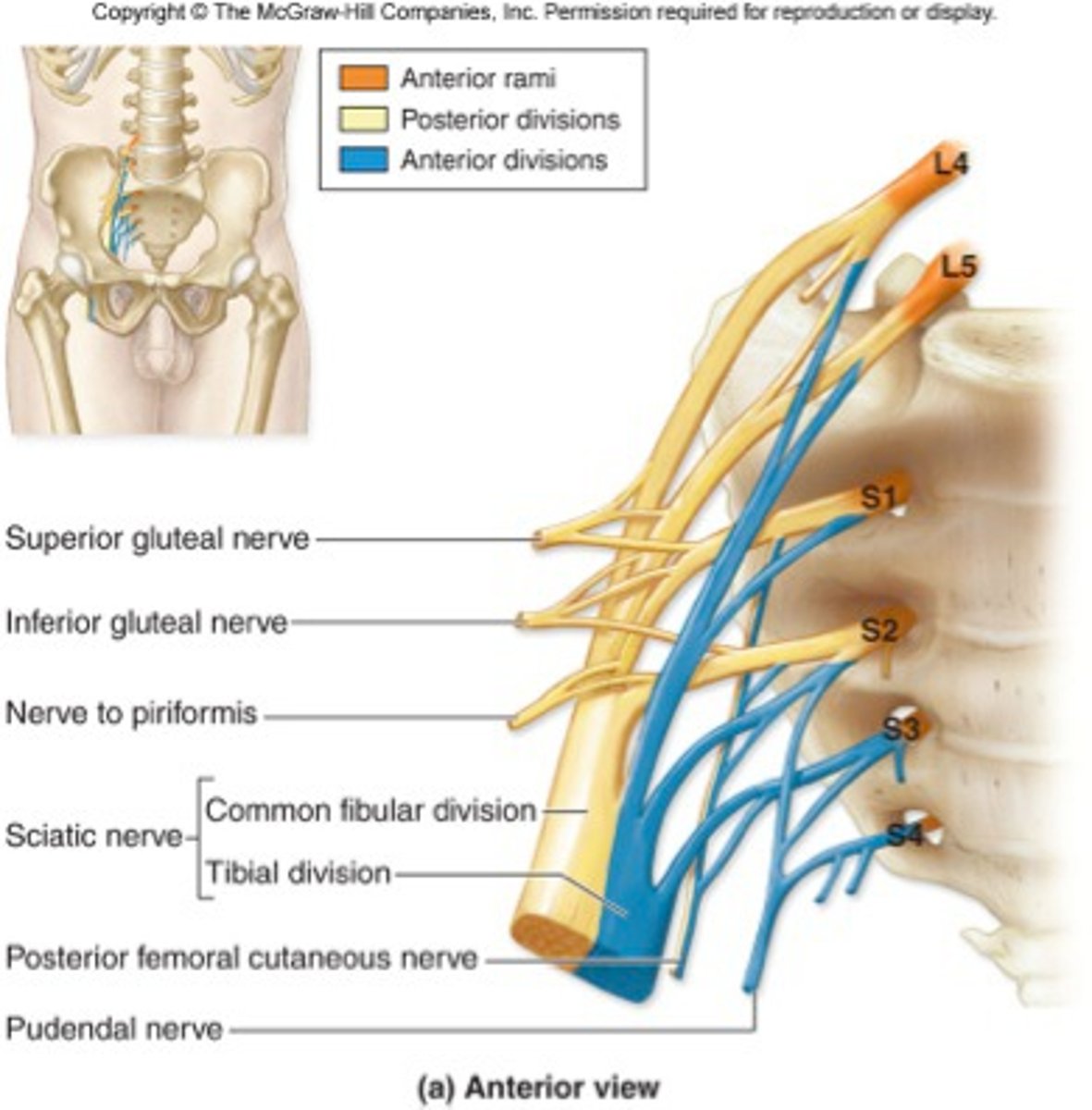 <p>Nerve roots of superior gluteal nerve</p>
