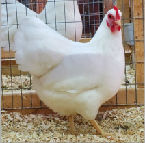<ul><li><p>Massachusetts, USA</p></li><li><p>Light red plumage color, yellow skin, and a single comb </p></li><li><p>Meat purpose </p></li><li><p>When mated with Rhode Island Red males, they produce chicks which can <strong>automatically be sexed at day-old.</strong></p></li></ul><p></p>