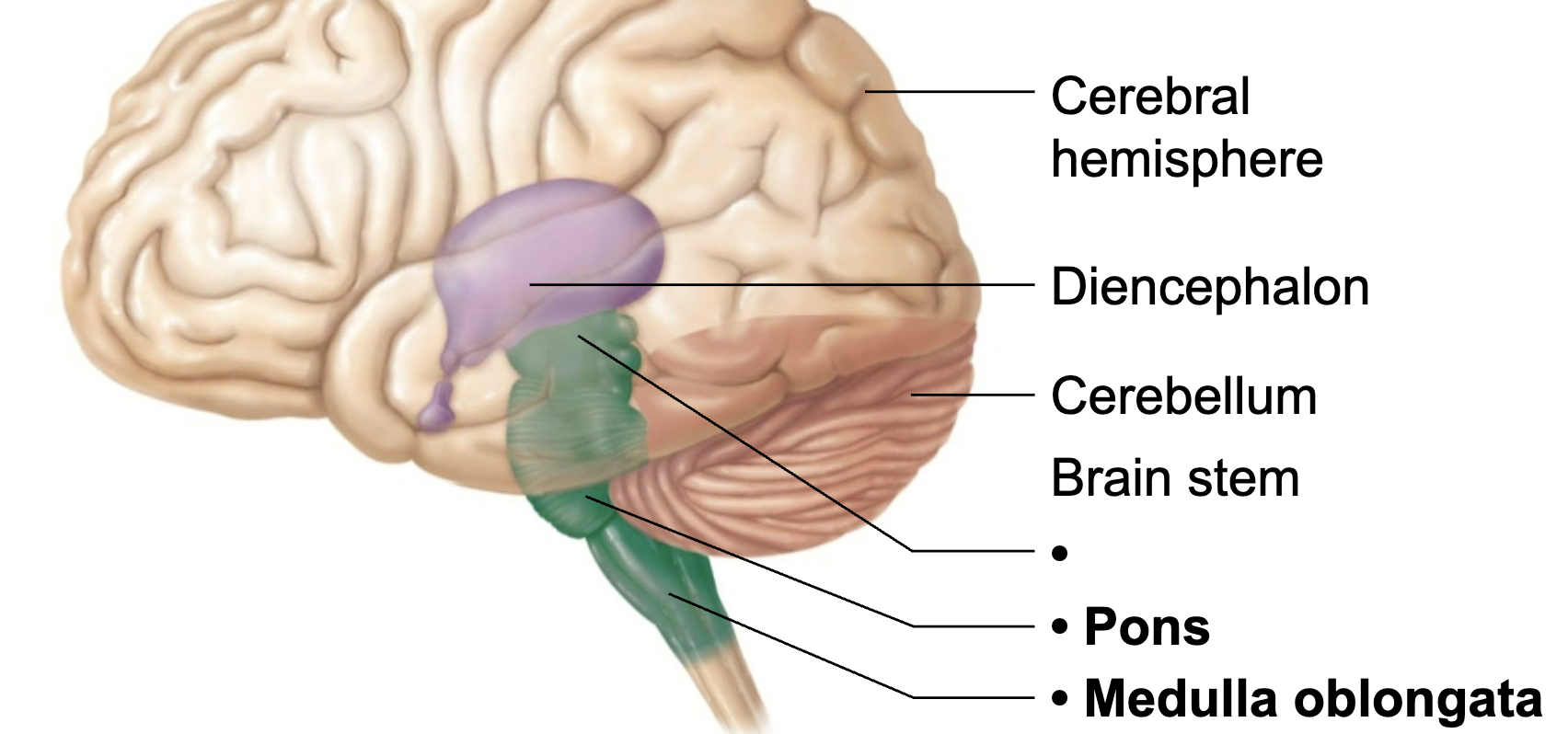 <p>What is this brain regions name and function?</p>