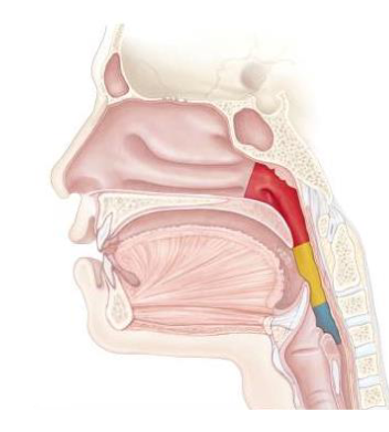 <p><span>Anteriorly – Epiglottis<br>Posteriorly – Oesophagus </span></p>