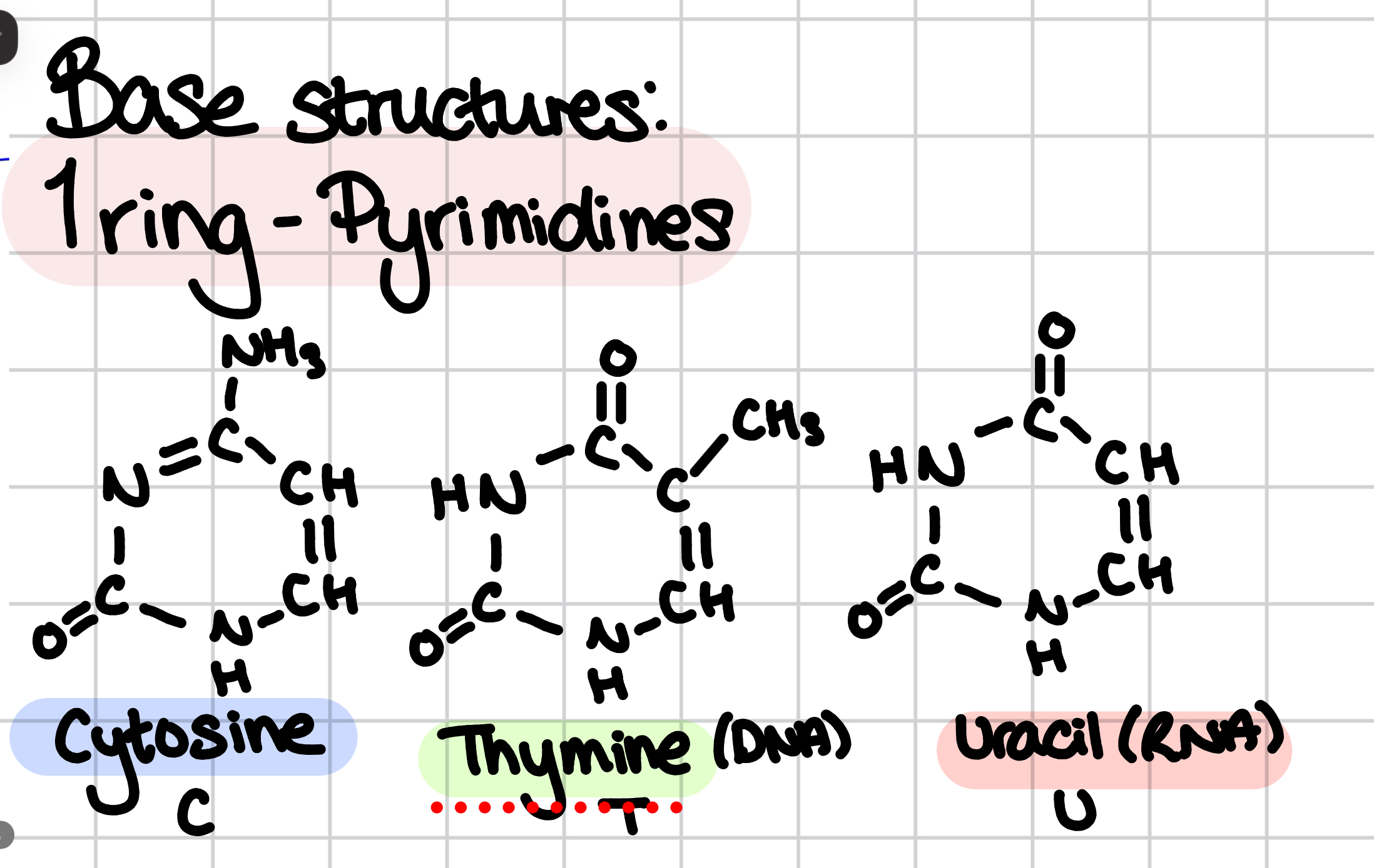 <p>one ring (cytosine, thymine, uracil)</p>