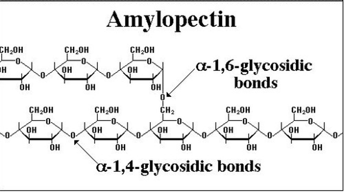 <p>- Polysaccharide formed from glucose monomers joined together by 1-4 and 1-6 glycosidic bonds <br>- Long branched chain</p>