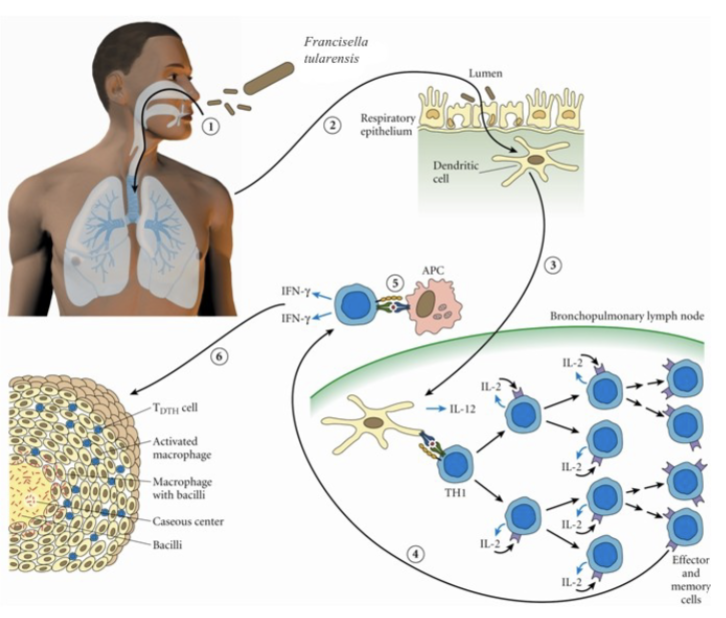 <p>How do you acquire Francisella Tularensis:</p>