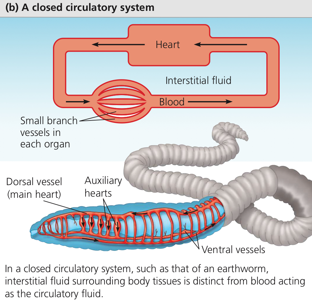 <p>Circulatory system wherein one fluid, blood, is completely contained within vessels, and a second body fluid, lymph, bathes the tissues.</p>