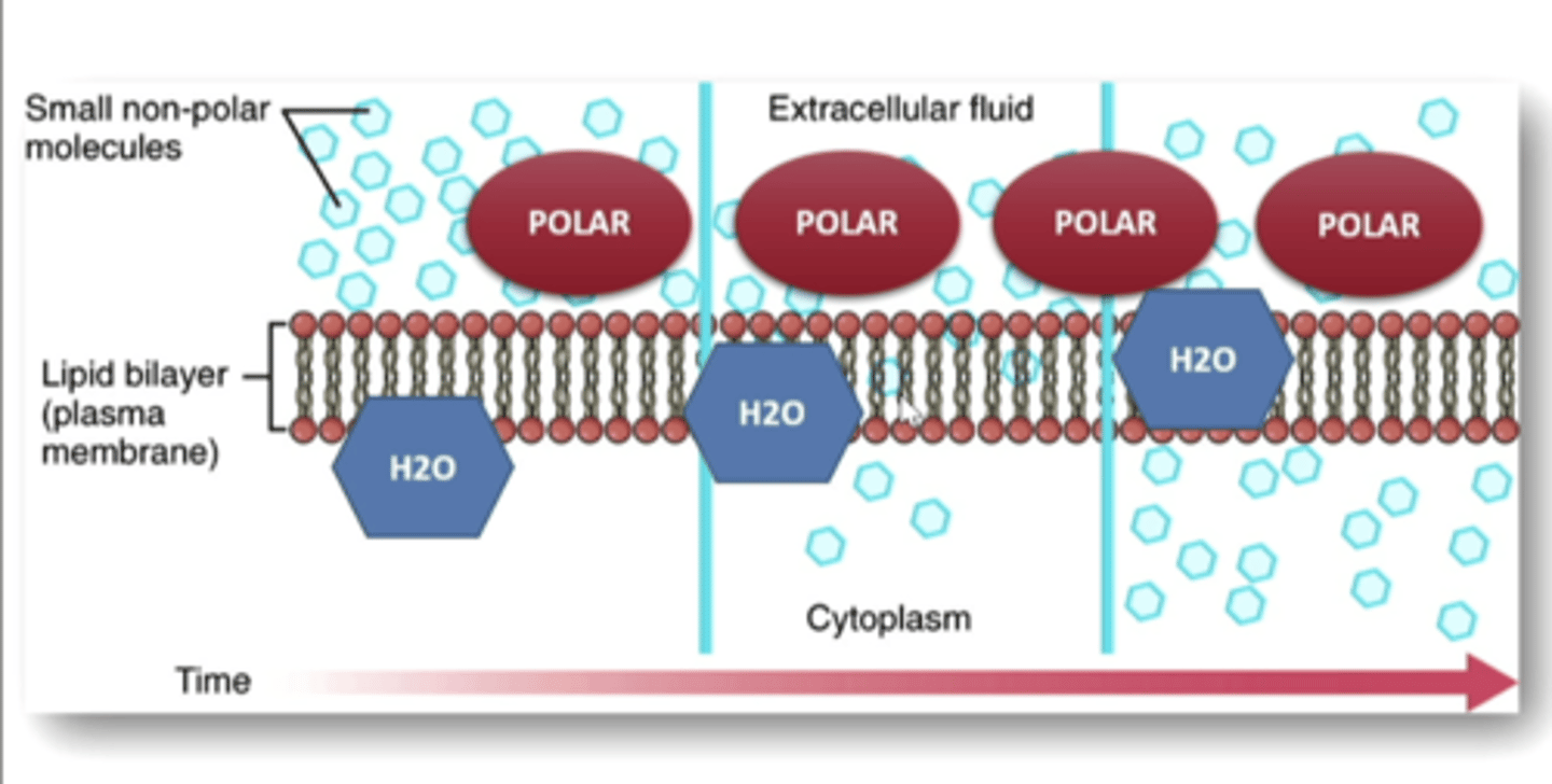<p>act as barriers that considerably slow the diffusion of molecules across their surfaces</p>