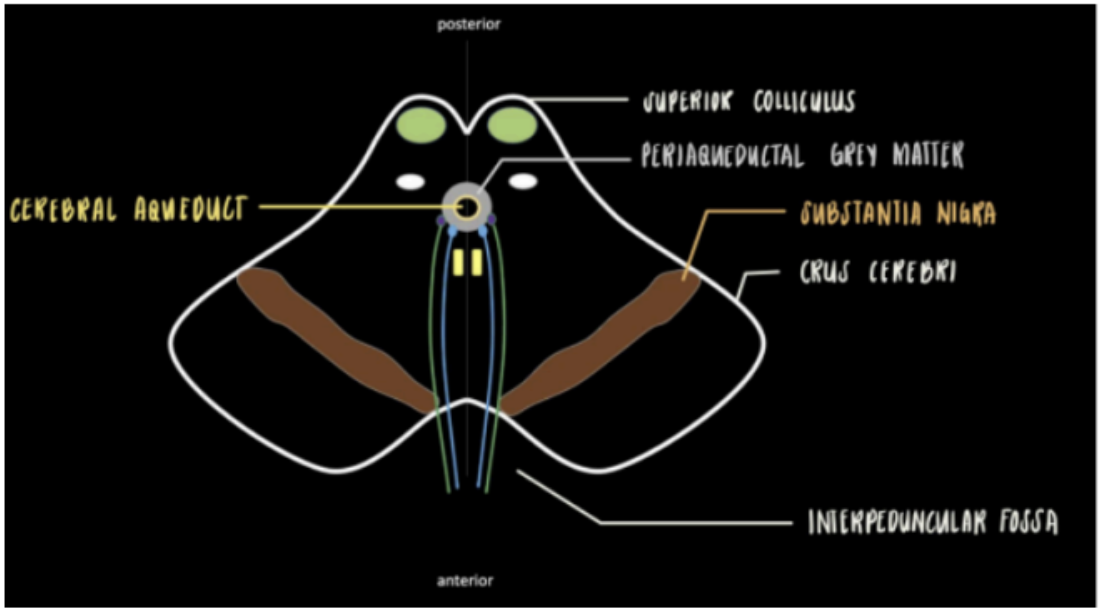 <p>Substantia Nigra</p>