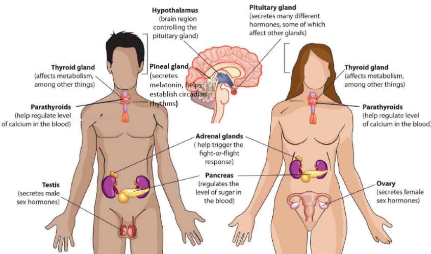 <p class=""><strong>Brain:</strong></p><ul><li><p class=""><strong>Hypothalamus</strong></p><ul><li><p class="">Controls the pituitary gland.</p></li><li><p class="">Acts as a bridge between the nervous system and endocrine system.</p></li></ul></li><li><p class=""><strong>Pituitary Gland</strong></p><ul><li><p class="">Known as the "master gland."</p></li><li><p class="">Secretes many hormones, some of which control other glands.</p></li></ul></li><li><p class=""><strong>Pineal Gland</strong></p><ul><li><p class="">Secretes melatonin.</p></li><li><p class="">Helps regulate circadian rhythms (sleep-wake cycle).</p><p></p></li></ul></li></ul><p><strong>Neck Area:</strong></p><ul><li><p class=""><strong>Thyroid Gland</strong></p><ul><li><p class="">Affects metabolism, among other functions.</p></li></ul></li><li><p class=""><strong>Parathyroids</strong></p><ul><li><p class="">Help regulate calcium levels in the blood.</p></li></ul><p></p></li></ul><p><strong>Abdomen / above the Kidneys:</strong></p><ul><li><p class=""><strong>Adrenal Glands</strong></p><ul><li><p class="">Located above the kidneys.</p></li><li><p class="">Help trigger the "fight-or-flight" response (release of adrenaline).</p></li></ul></li><li><p class=""><strong>Pancreas</strong></p><ul><li><p class="">Regulates blood sugar levels by secreting insulin and glucagon.</p></li></ul><p></p></li></ul><p><strong>Reproductive Organs:</strong></p><ul><li><p class=""><strong>Testis (in males)</strong></p><ul><li><p class="">Secretes male sex hormones (e.g., testosterone).</p></li></ul></li><li><p class=""><strong>Ovary (in females)</strong></p><ul><li><p class="">Secretes female sex hormones (e.g., estrogen, progesterone).</p></li></ul></li></ul><p></p><p></p>